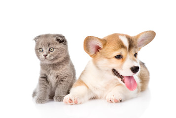 kitten and puppy lying in front. isolated on white background