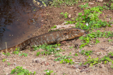 Dracaena (Lizard), in the South Pantanal of Brazil