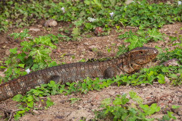 Dracaena (Lizard), in the South Pantanal of Brazil