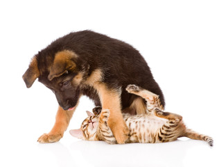 german shepherd puppy dog playing with little bengal cat. isolat