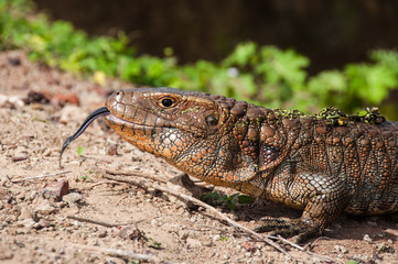 Dracaena (Lizard), in the South Pantanal of Brazil