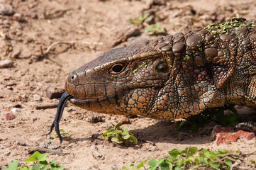 Dracaena (Lizard), in the South Pantanal of Brazil