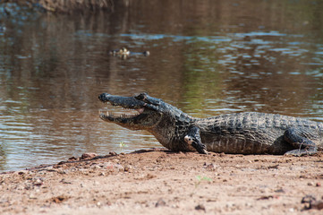 Caimans, in the South Pantanal of Brazil