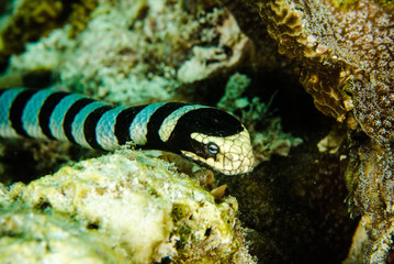 sea snake diver scuba diving bunaken indonesia ocean laticauda colubrina