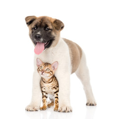Japanese Akita inu puppy dog and bengal kitten together. focused