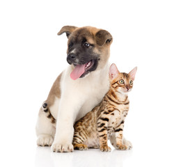 Japanese Akita inu puppy dog sitting with little bengal cat. iso