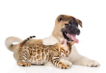 Obraz premium Japanese Akita inu puppy dog playing with young bengal cat. isol