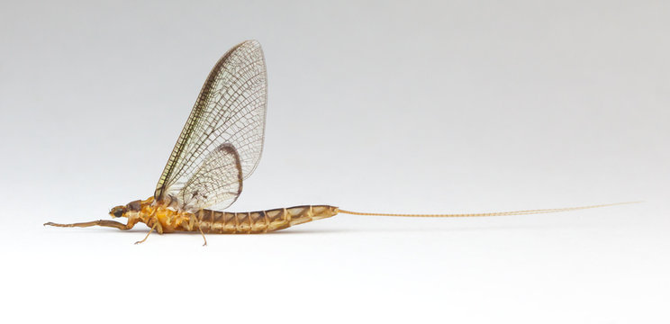 Common Burrower Mayfly