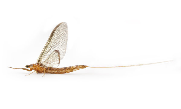 Common Burrower Mayfly