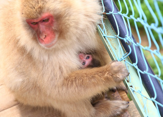 野生の猿の親子 かわいい猿の赤ちゃん Animal Wall Mural Anim Takadahirohito