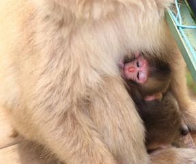かわいい野生の猿の赤ちゃん