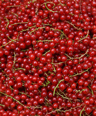Redcurrant