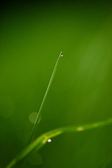 grass with dew drops