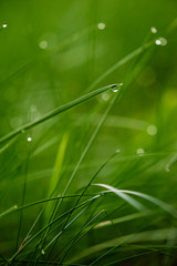 grass with dew drops