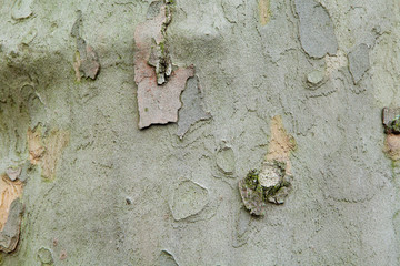 Wood and Moss Crust tree background abstract..