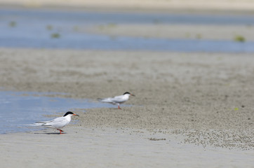 沖縄県　うるま市の海岸にいたアジサシ