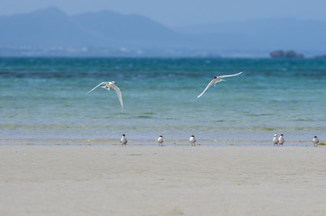 沖縄県　うるま市の海岸にいたアジサシ