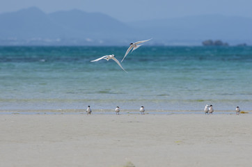沖縄県　うるま市の海岸にいたアジサシ