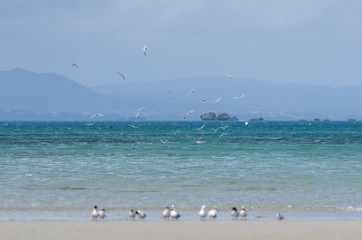 沖縄県　うるま市の海岸にいたアジサシ