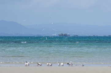 沖縄県　うるま市の海岸にいたアジサシ