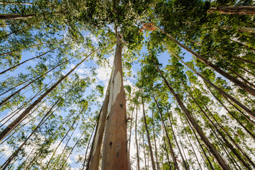 Eucalyptus tree against sky with the sun light
