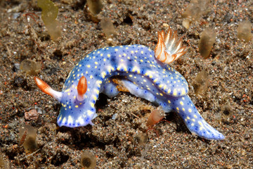 Nudibranch, Hypselodoris kanga
