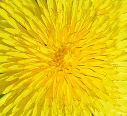 Dandelion