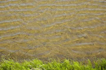 田植え前の水田