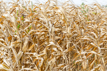 Dried corn in field