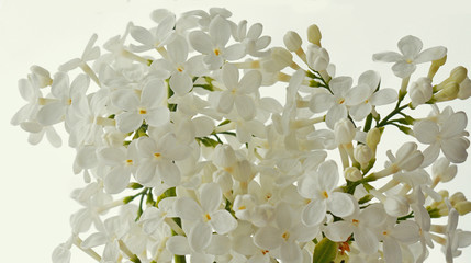White Lilac