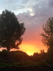 Beautiful sunset over hill through trees