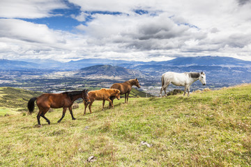 Fototapeta na wymiar Horses grazing on the heights of the mountains of Ecuador