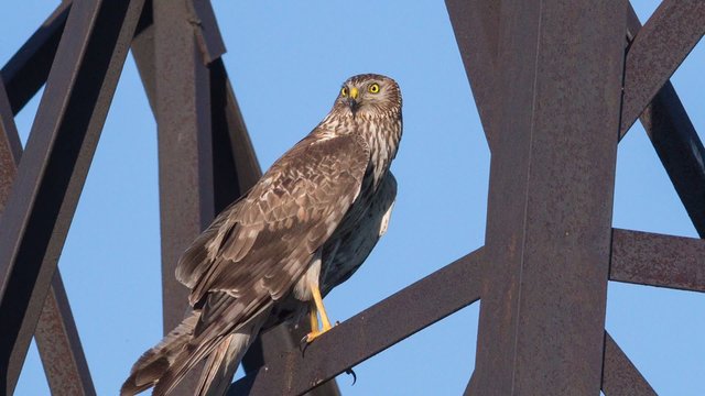 Northern Harrier (Circus cyaneus) female sitting on a transmission tower