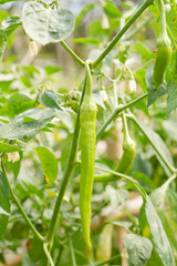 Red sweet pepper, cooking raw material on plant.