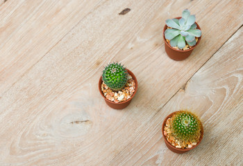 Cactus decorated on the table wood