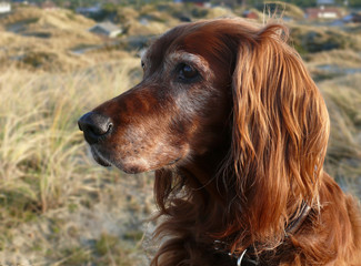 10 Jahre alte Irish Setter Hündin schaut entspannt in die Dünenlandschaft