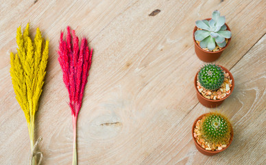 Cactus decorated on the table wood