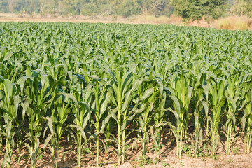 Fototapeta na wymiar Corn plant.