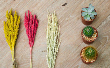 Cactus decorated on the table wood