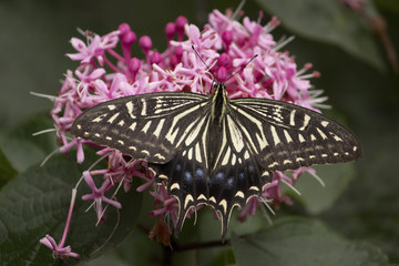 花の蜜を吸うアゲハチョウ