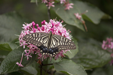 花の蜜を吸うアゲハチョウ