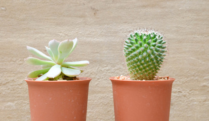 cactus background and decorated