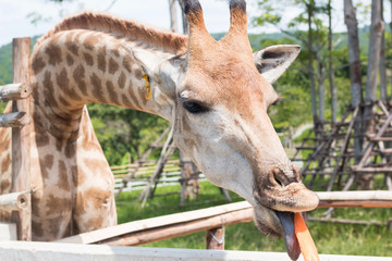 Obraz premium giraffe on a farm in Thailand 