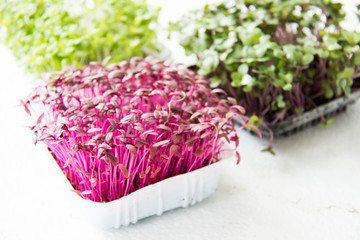 Garden cress organic sprouting seedlings