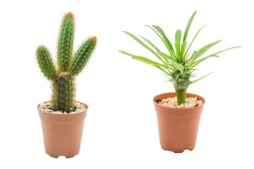 Fotobehang Cactus in pot Cactus geïsoleerd op witte achtergrond