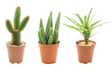 Photo sur Plexiglas Cactus en pot Cactus isolé sur fond blanc