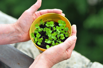 sprouts of arugula in balcony garden hands around pot