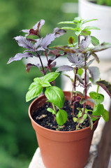 Basil at balcony garden