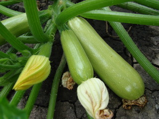 Zucchini