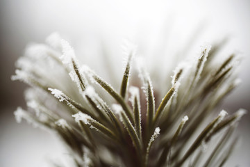 Detail view of pine frozen pine needles